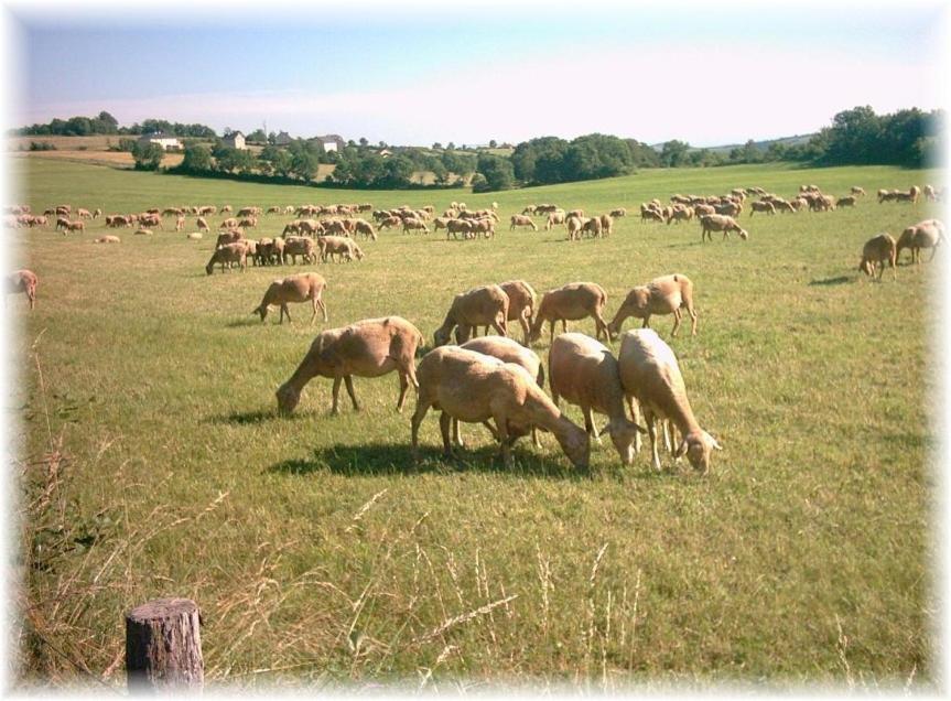הוילה Saint-Rome-de-Tarn Les Palmiers Des Causses מראה חיצוני תמונה